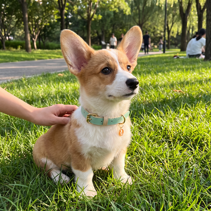 Leather dog collar worn by a dog, candid lifestyle photo